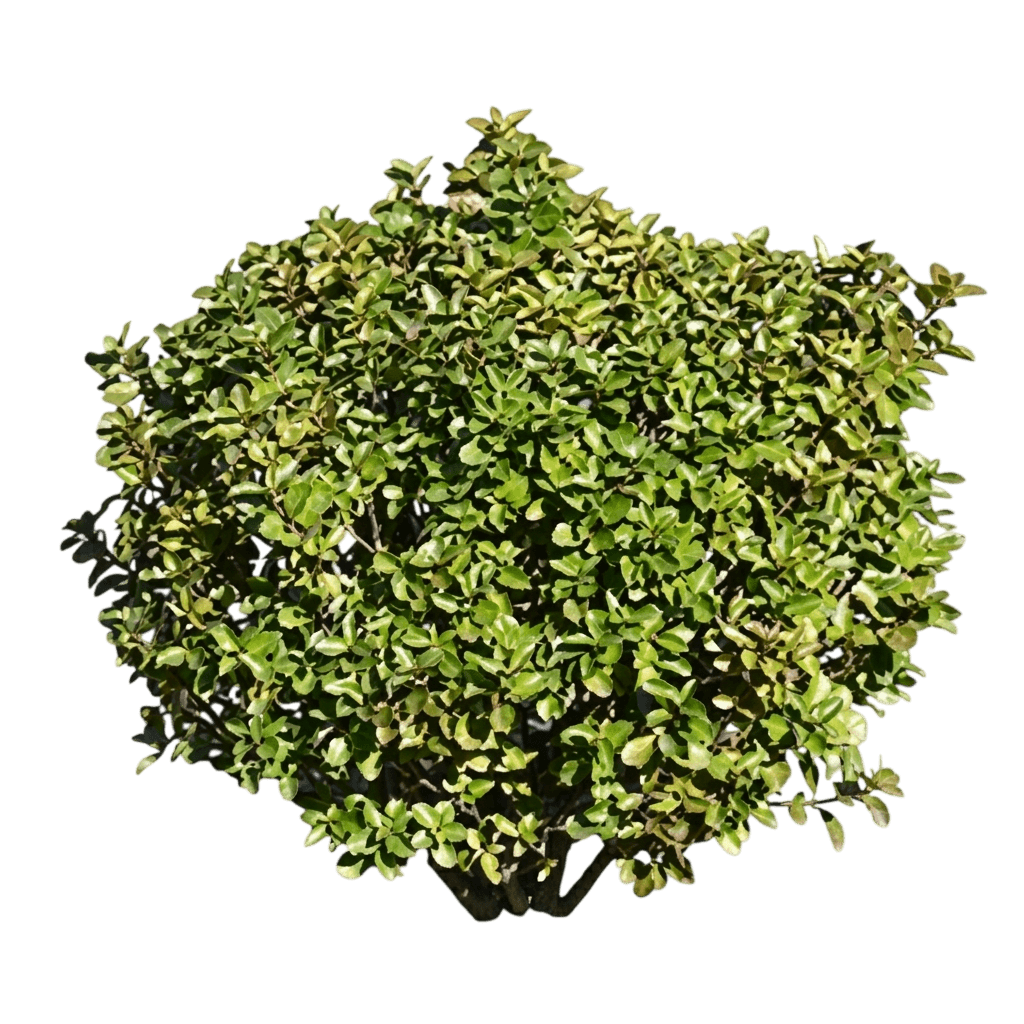 Castle Rouge® Blue Holly (Ilex X Meserveae Var. X Meserveae 'Hach1') - Shrubs