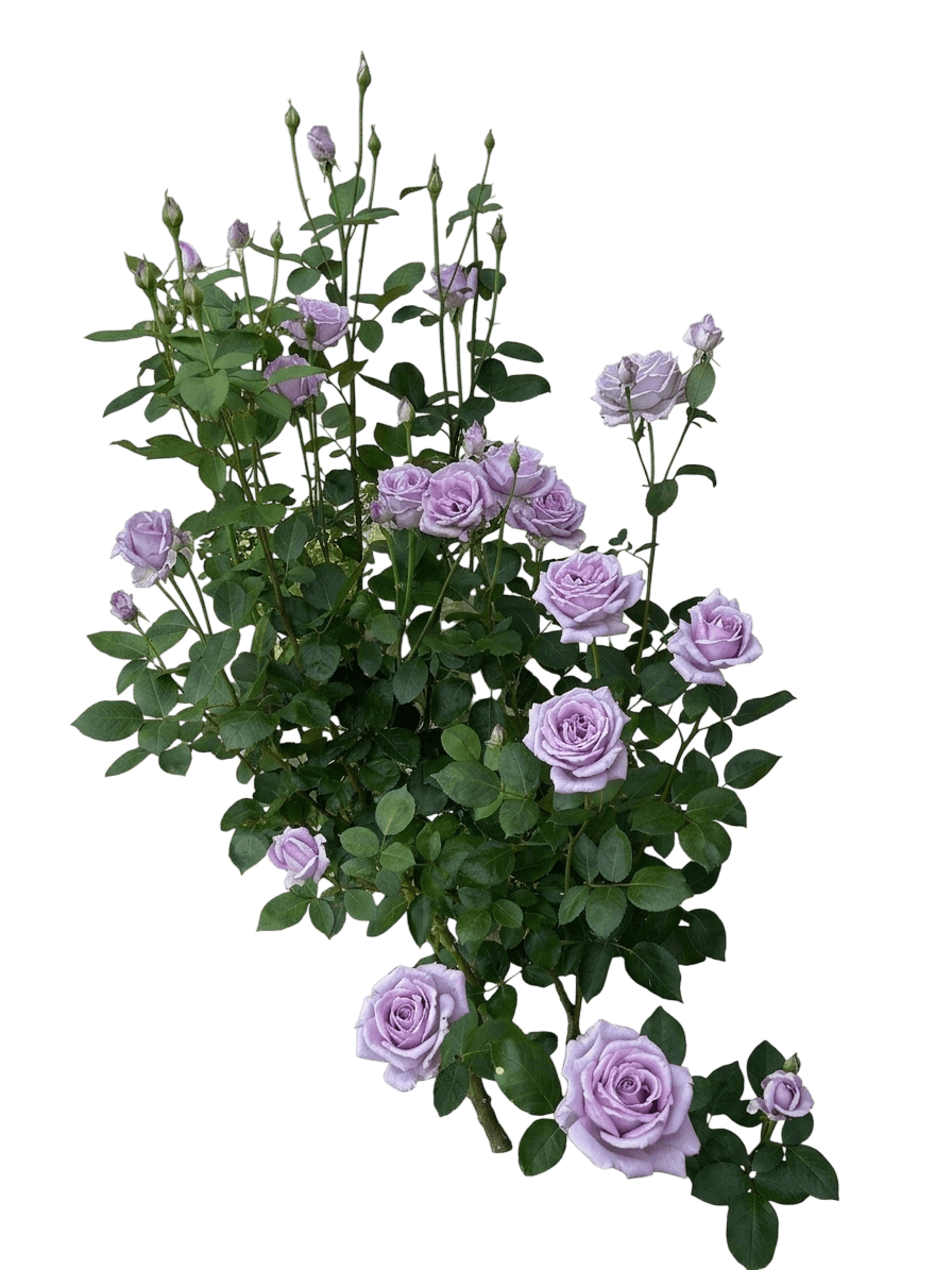 Blue Girl® Hybrid Tea Rose (Rosa Var. Spp. 'Korgi') - Shrubs