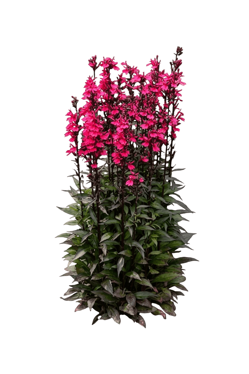 Starship Deep Rose Cardinal Flower (Lobelia Speciosa 'Starship Deep Rose') - Perennials