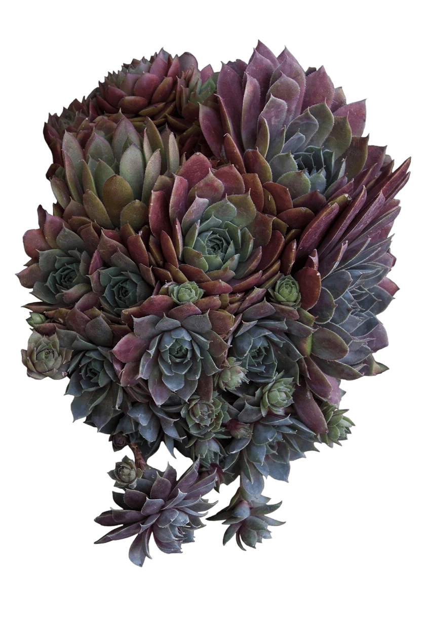 Desert Bloom Hens And Chicks (Sempervivum 'Krebs 2') - Succulents