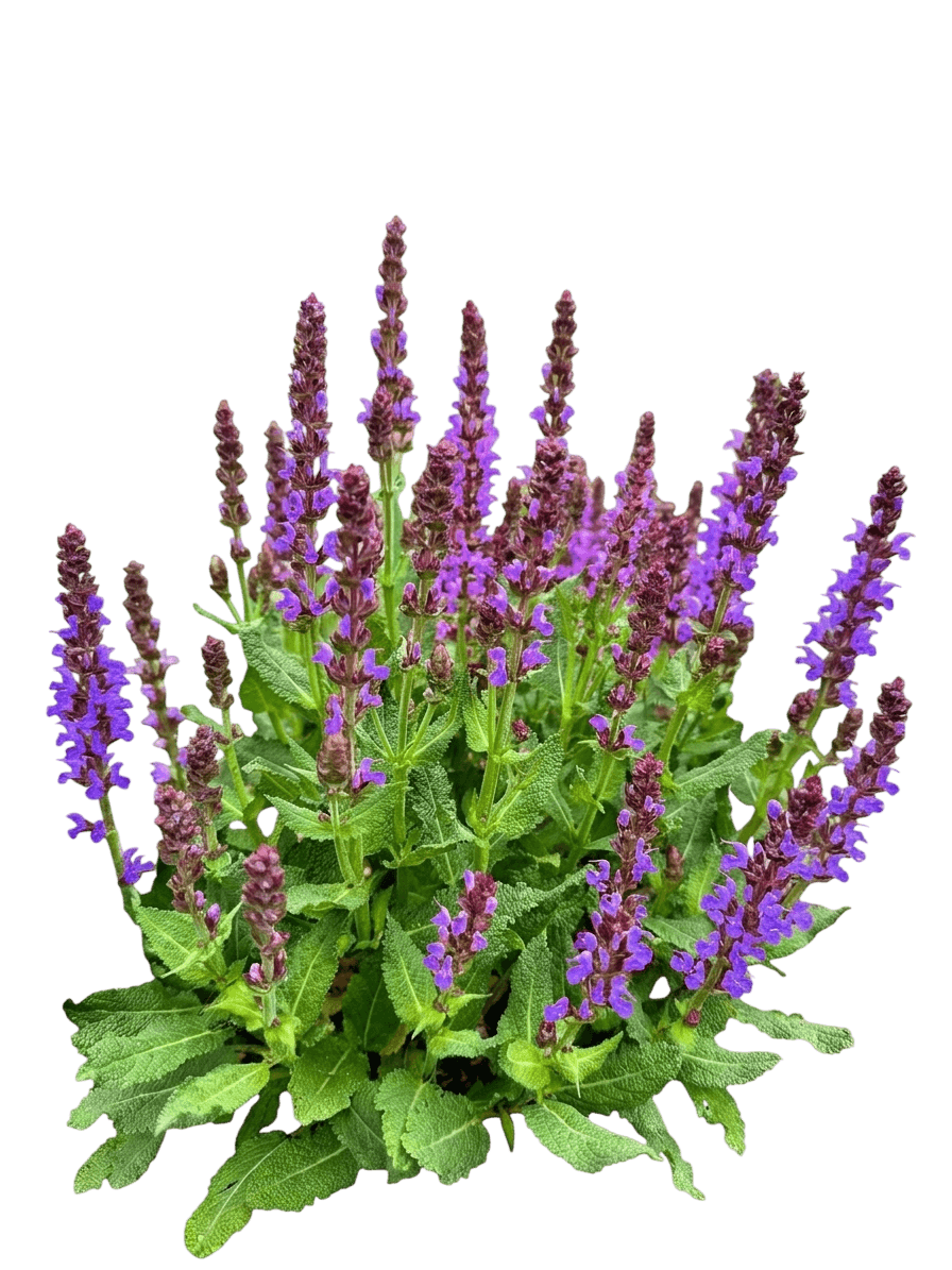 May Night Salvia (Salvia X Sylvestris Var. X Sylvestris 'Mainacht') - Perennials