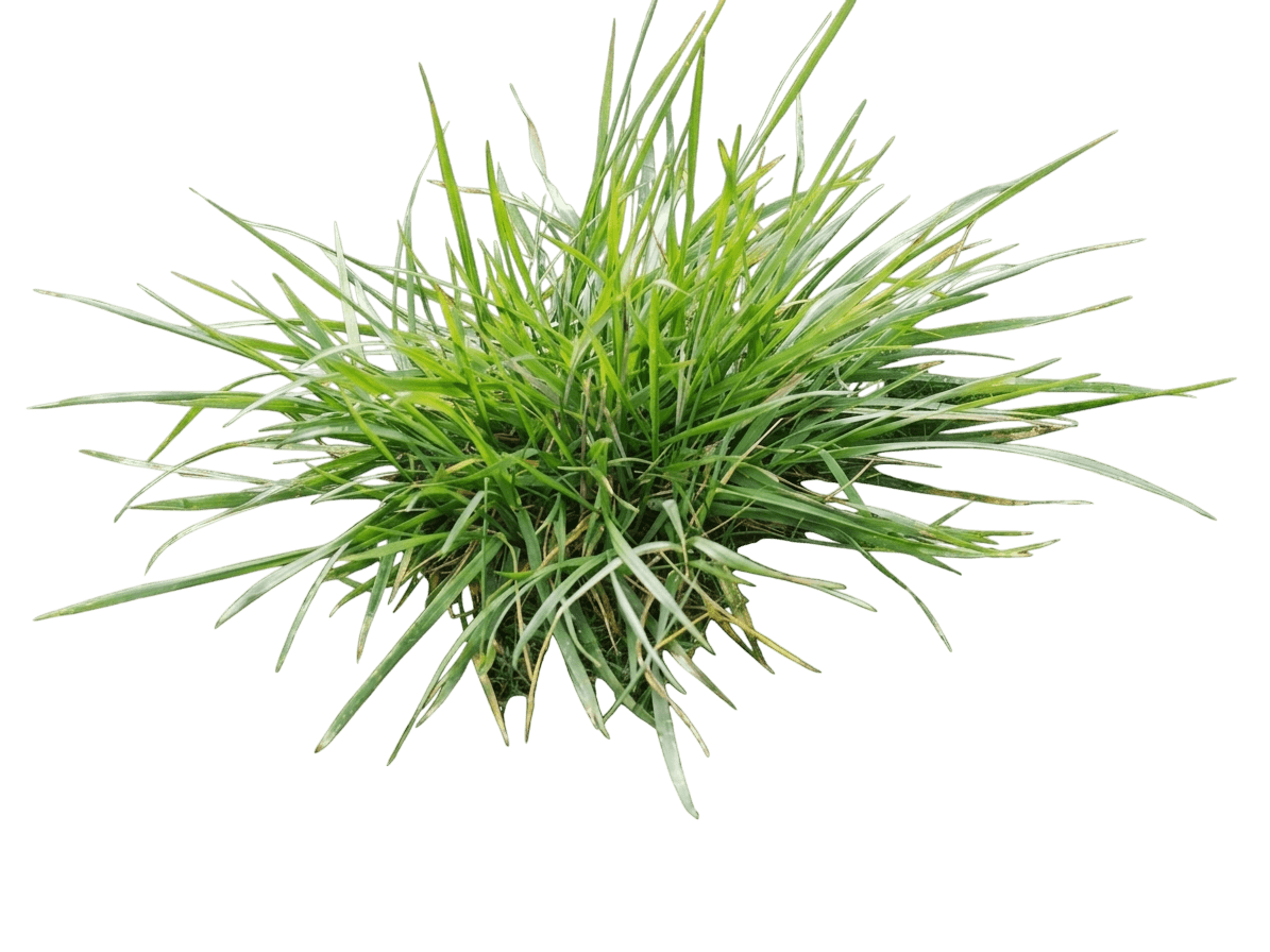 Glow Sticks Tall Fescue (Lolium Arundinaceum 'Glow Sticks') - Grasses