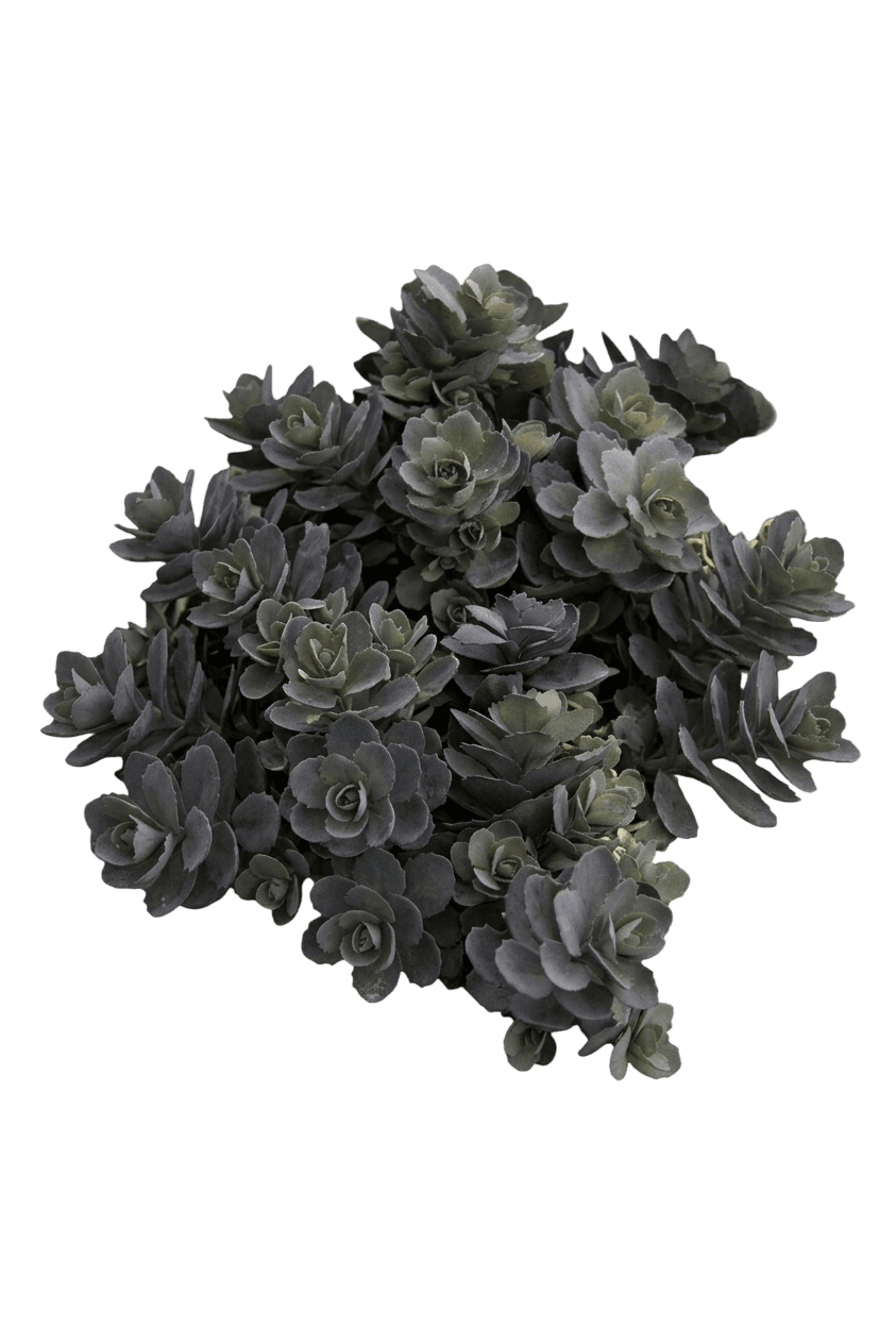 Coraljade Stonecrop (Sedum Hybrid 'Coraljade') - Perennials