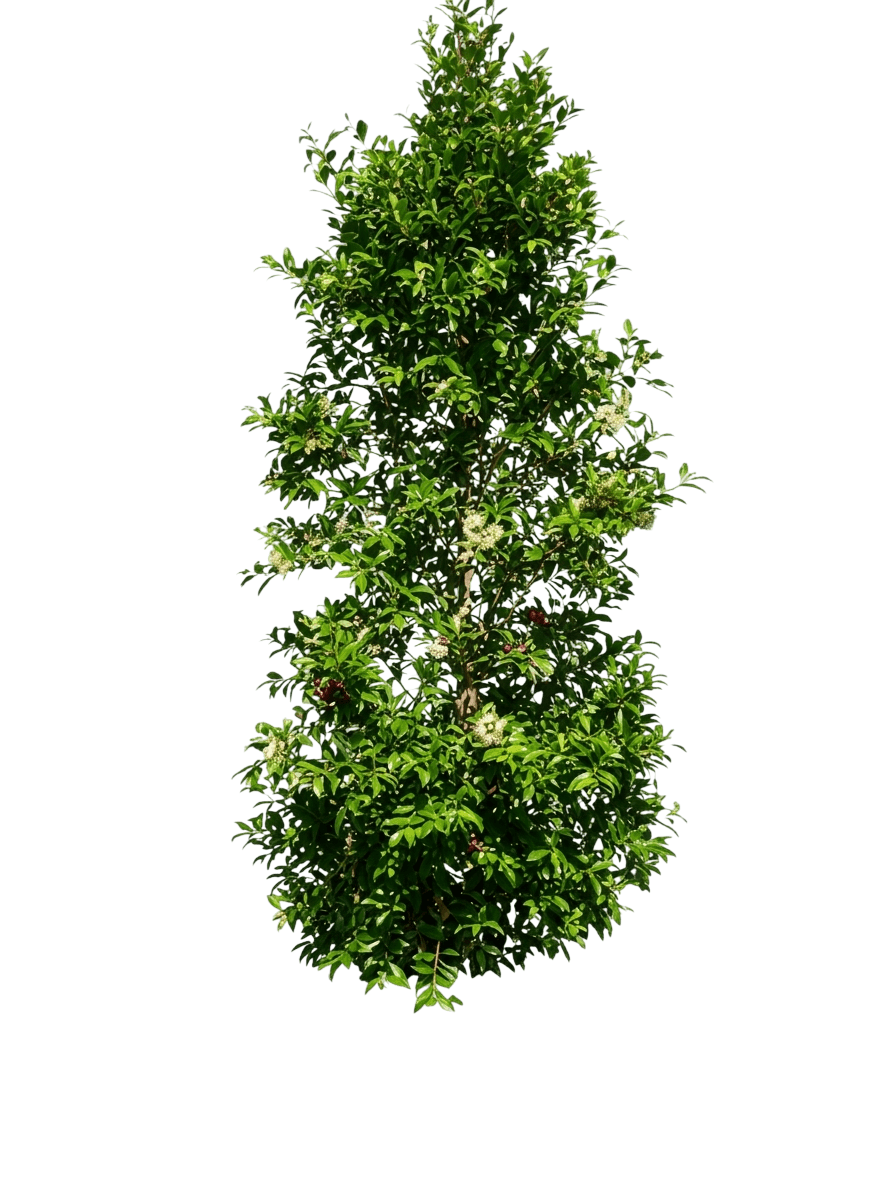 Express (Syzygium Australe 'Express') - Ground Layers