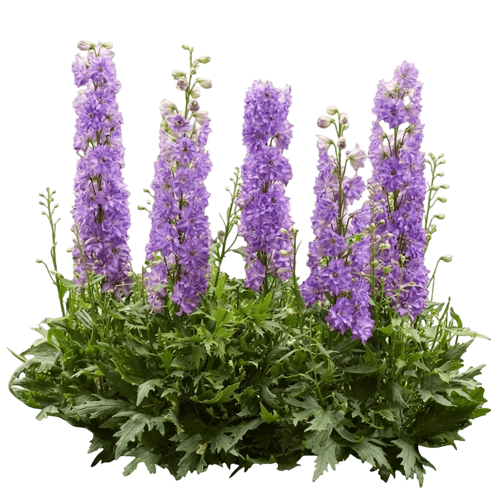 Delgenius™ Breezin Delphinium (Delphinium Pp32994 Var. Hybrid 'Et Dlp 17-11') - Perennials