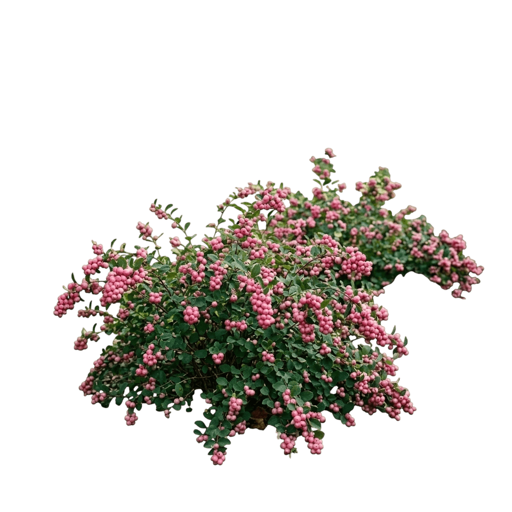 Magical Avalanche Snowberry (Symphoricarpos × Doorenbosii 'Kolmava') - Ground Layers