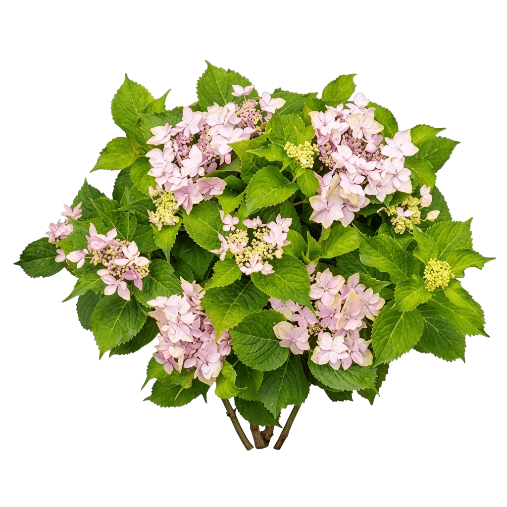 Tuff Stuff Ah - Ha® Hydrangea (Hydrangea Serrata Tuff Stuff Ah Ha® Var. Serrata 'Smnhsdd') - Shrubs