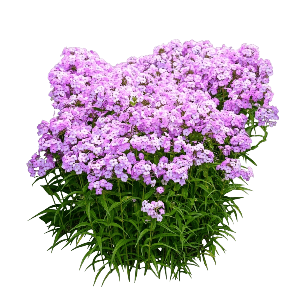Fashionably Early Princess Garden Phlox (Phlox 'Fashionably Early Princess') - Perennials