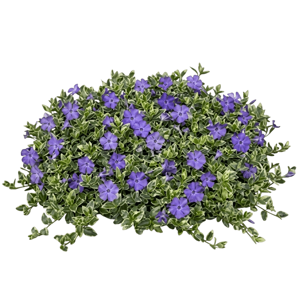 Periwinkle, Ralph Schugert (Vinca Minor Pp 6960 'Ralph Shugert') - Ground Layers