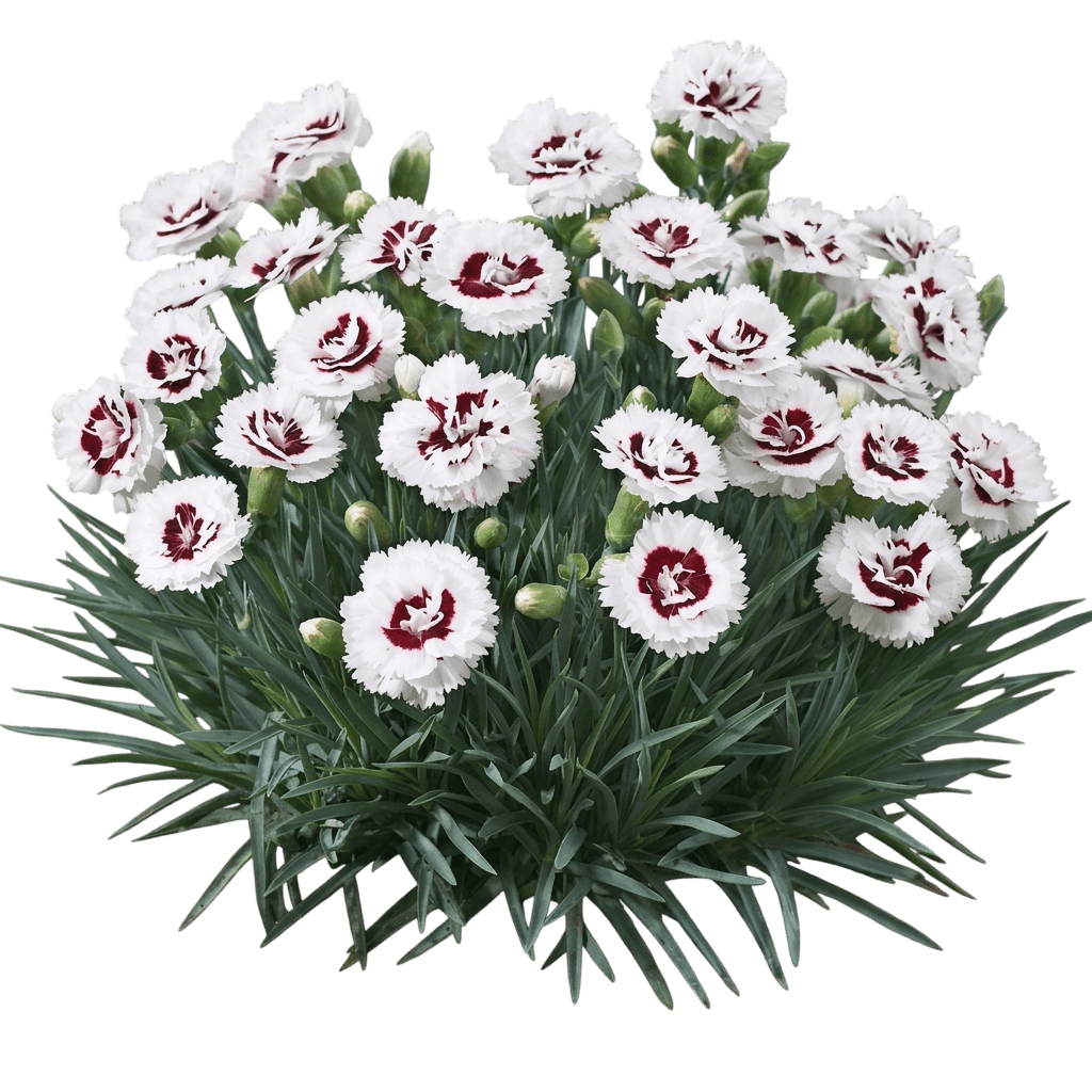 Pinks, 'Coconut Surprise' (Dianthus Scent First 'Coconut Surprise') - Perennials