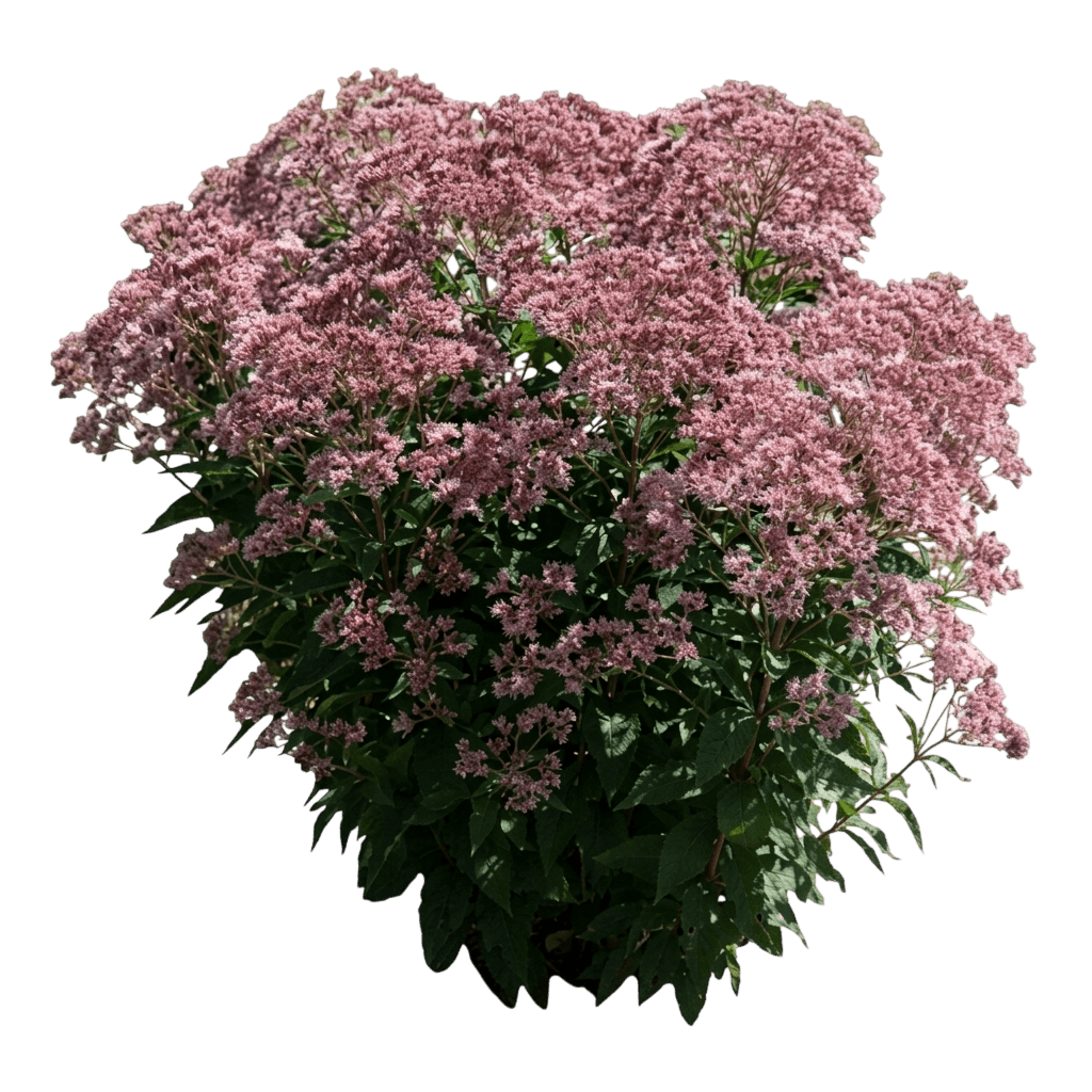 Rosie Josie Joe - Pye Weed (Eupatorium X Var. X 'Rosie Josie') - Perennials