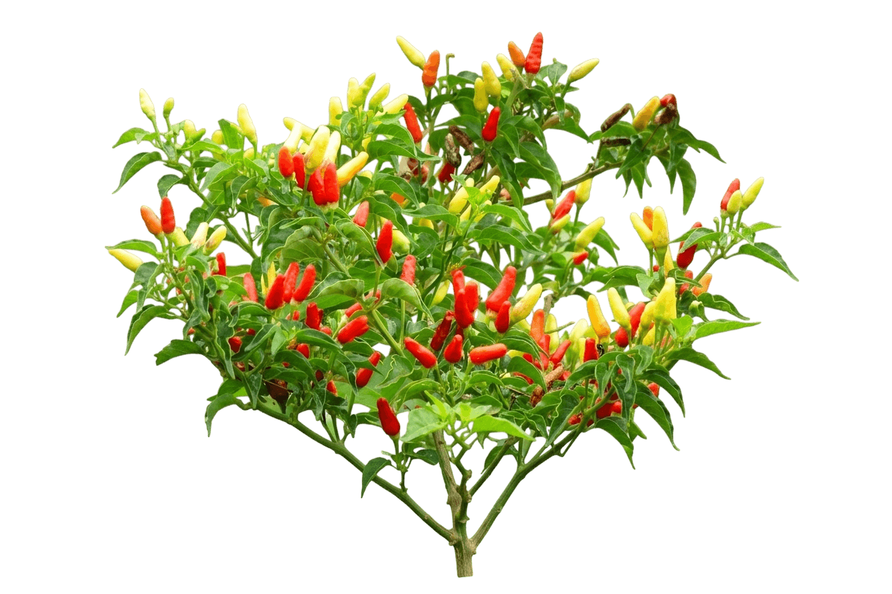 Carmen Italian Sweet Pepper (Capsicum Annuum 'Carmen') - Perennials