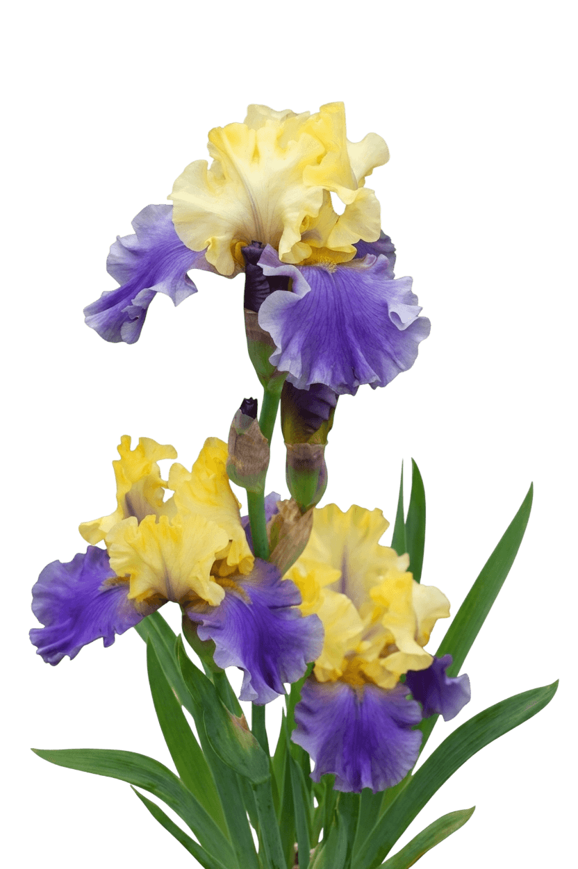 Iris, Bearded, Edith Wolford (Iris Germanica 'Edith Wolford') - Perennials
