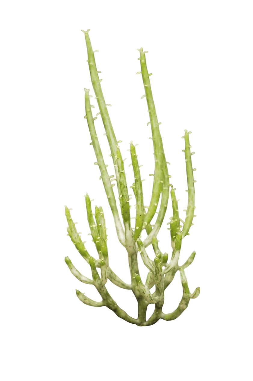 Starblast White Euphorbia (Euphorbia 'Weseuwhi') - Perennials