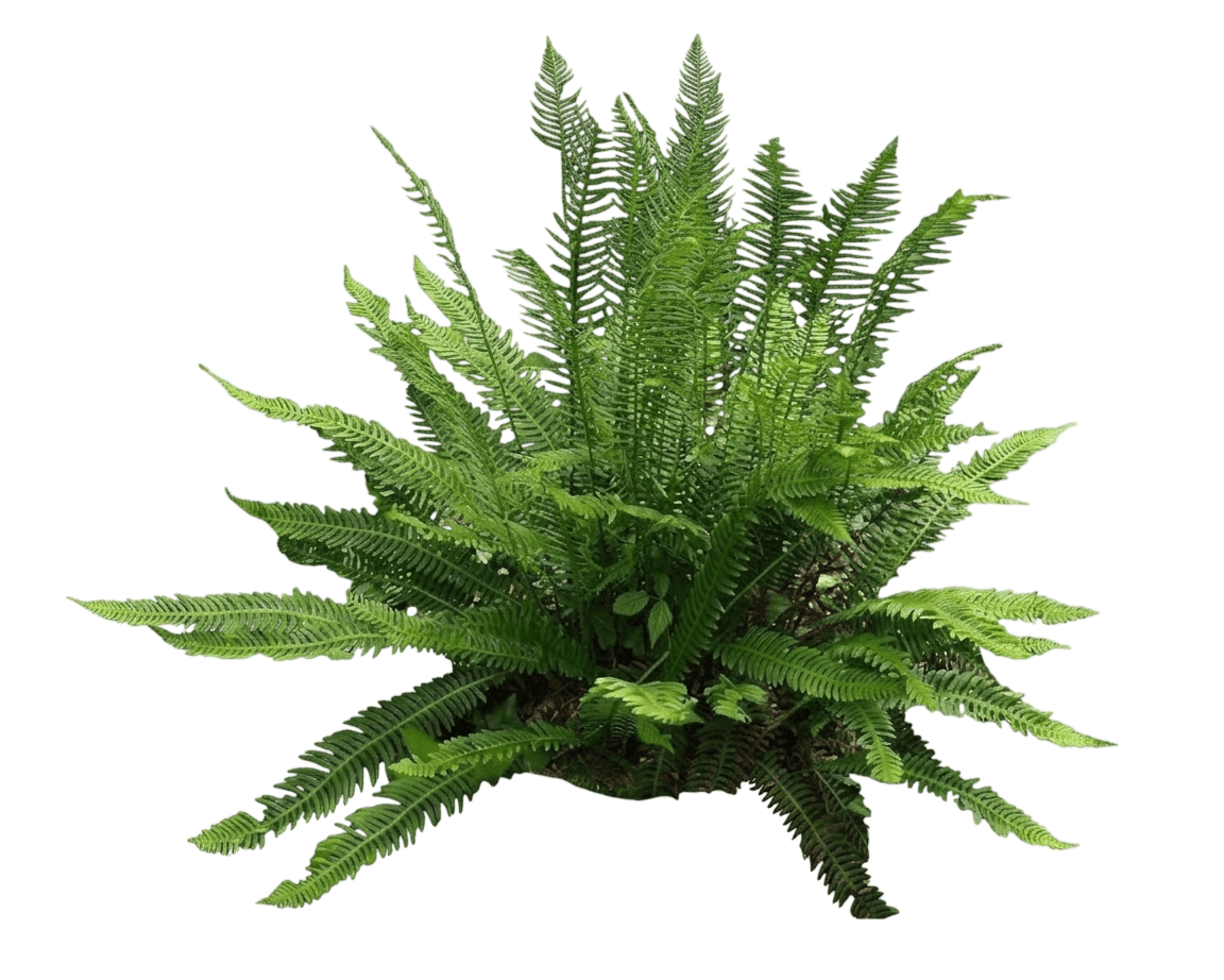 deer fern (Blechnum Spicant) - Perennials
