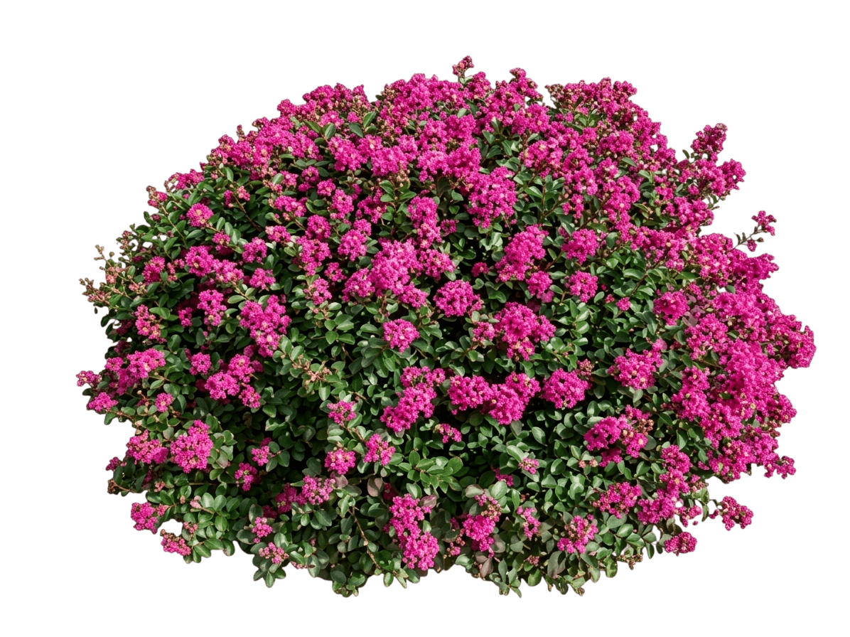 Pocomoke Dwarf Crape Myrtle (Lagerstroemia Indica X Fauriei 'Pocomoke') - Ground Layers