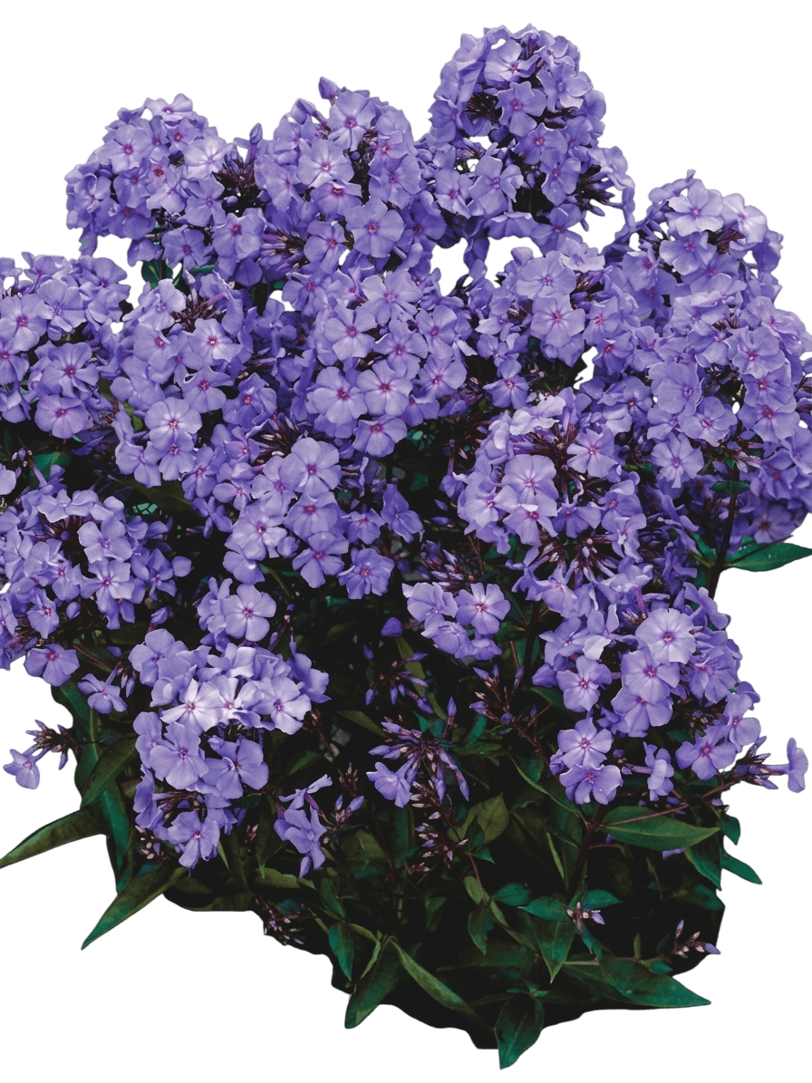 Blue Paradise Garden Phlox (Phlox Paniculata 'Blue Paradise') - Perennials