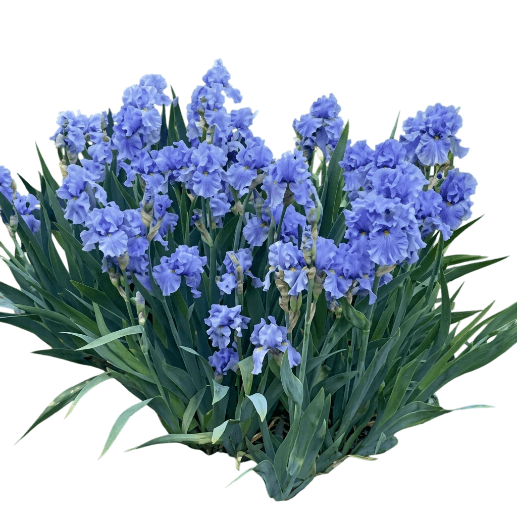 German Iris (Iris G. 'Sea Of Love') - Perennials