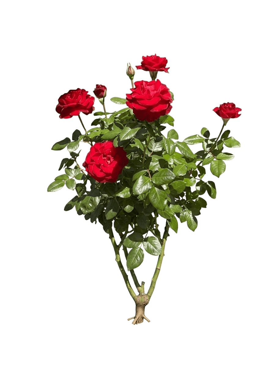 Forever Yours Hybrid Tea Rose (Rosa 'Tan08242') - Ground Layers
