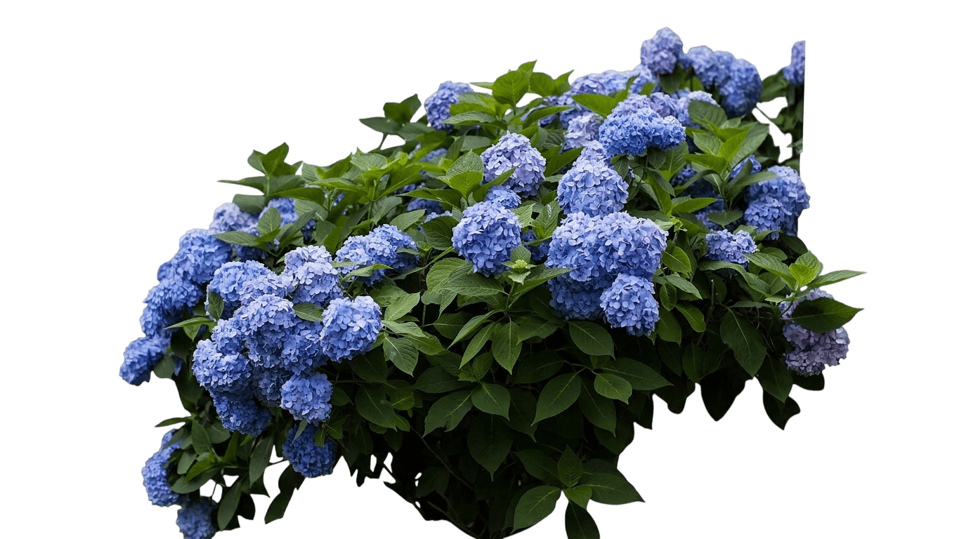 Seaside Serenade Newport Hydrangea (Hydrangea Macrophylla 'Hortmani') - Ground Layers