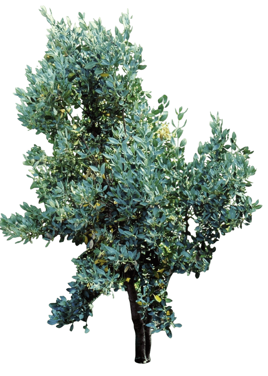 ashy silktassel (Garrya Flavescens) - Shrubs