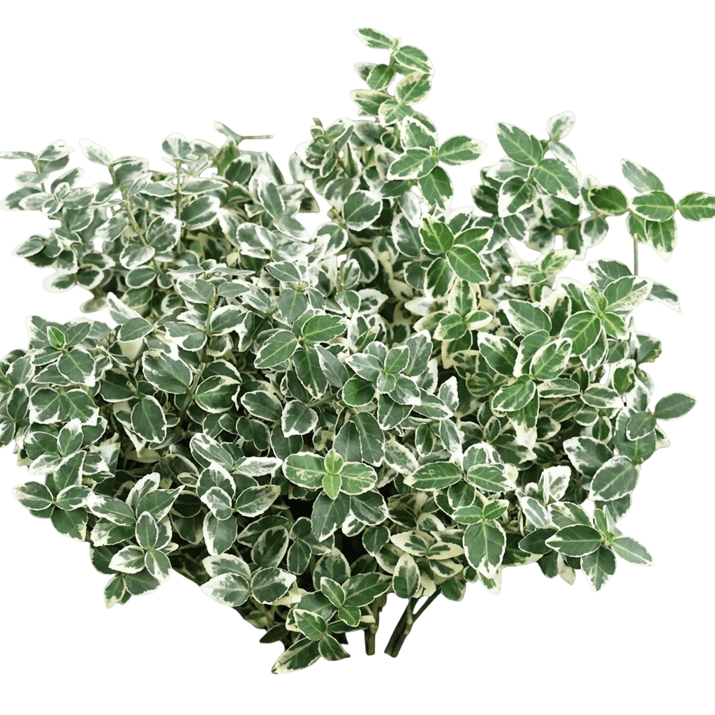 Ivory Jade Wintercreeper (Euonymus Fortunei 'Ivory Jade') - Ground Layers