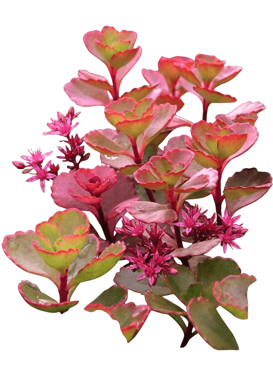 Fulda Glow Stonecrop (Sedum Spurium Fulda Glow 'Fuldaglut') - Ground Layers