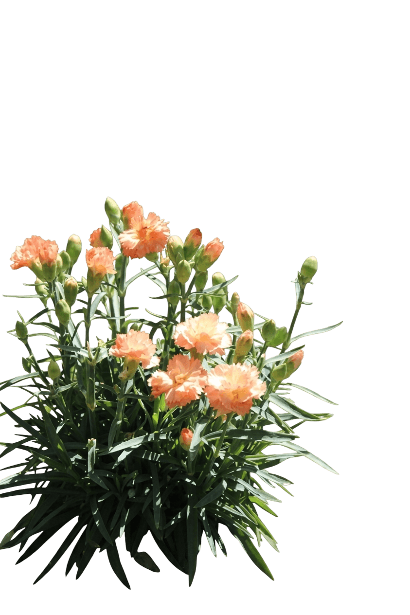 Garden Pinks (Dianthus Supertrouper™ Orange) - Perennials