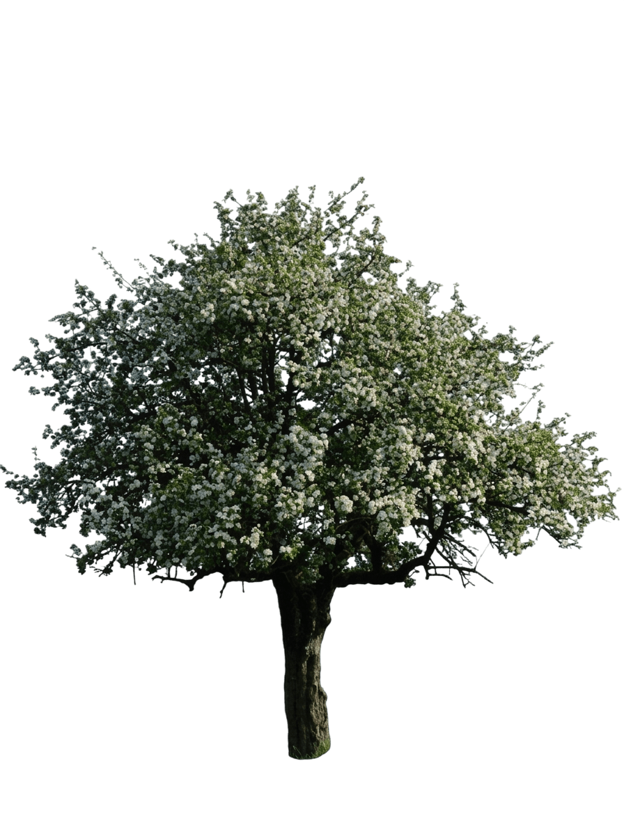 Apple, Haralson (Malus 'Haralson') - Fruit Trees