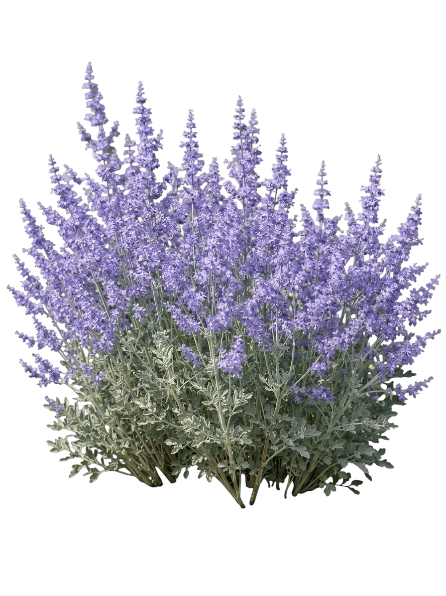 Denim 'N Lace Russian Sage (Salvia Yangii Var. Yangii 'Denim') - Perennials