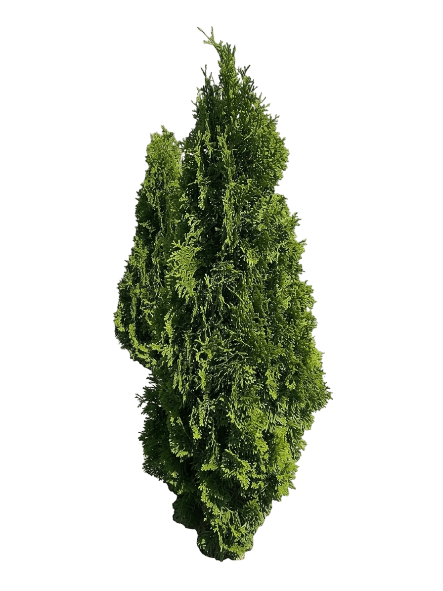 Sting® Arborvitae (Thuja Occidentalis Pp 34,292 Var. Occidentalis 'Smntoo') - Evergreen Trees