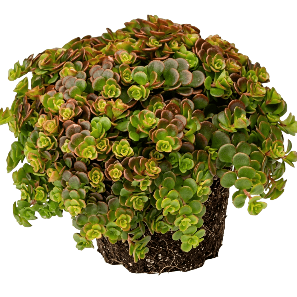 Stonecrop (Sedum Tetractinum 'Coral Reef') - Perennials