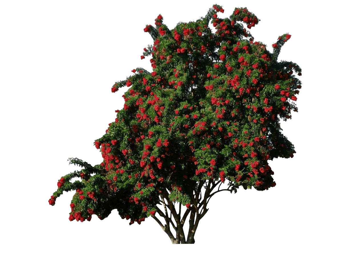 Chicklet® Red Trumpet Bush (Tecoma 'Smntcd') - Shrubs