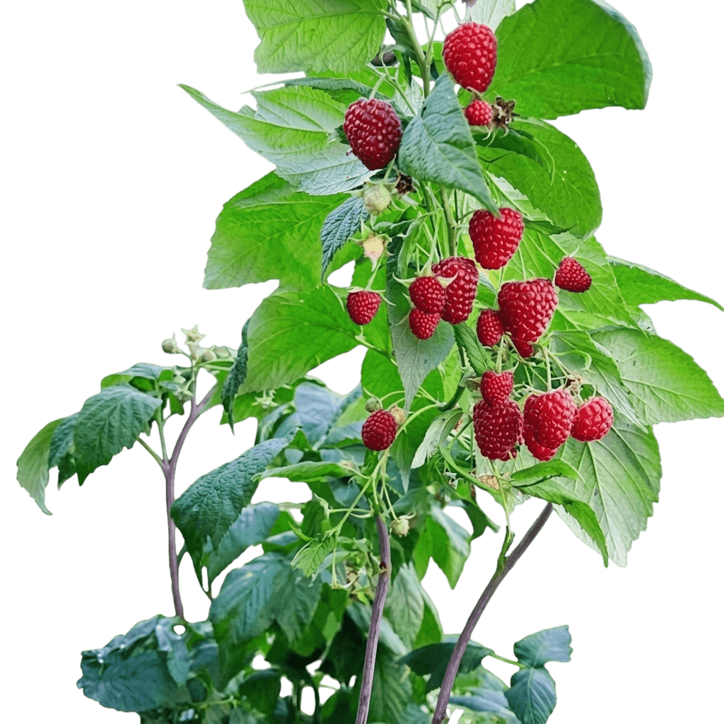 Brandywine Raspberry (Rubus Idaeus 'Brandywine') - Ground Layers