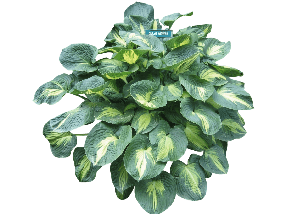 Dream Weaver Hosta (Hosta 'Dream Weaver') - Perennials