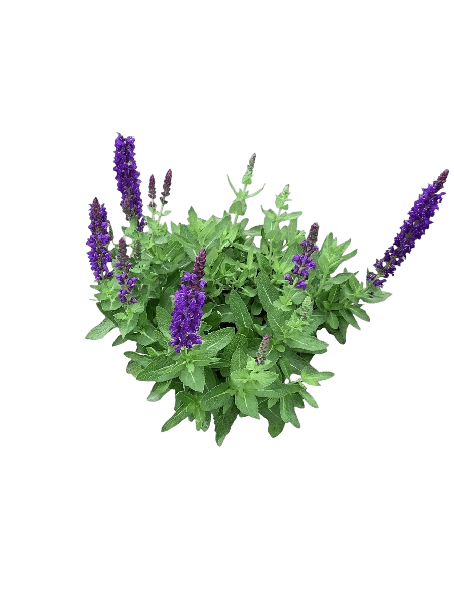 Blue Bouquetta Meadow Sage (Salvia Nemorosa Pp28,393 Var. Nemorosa 'Alklf') - Perennials