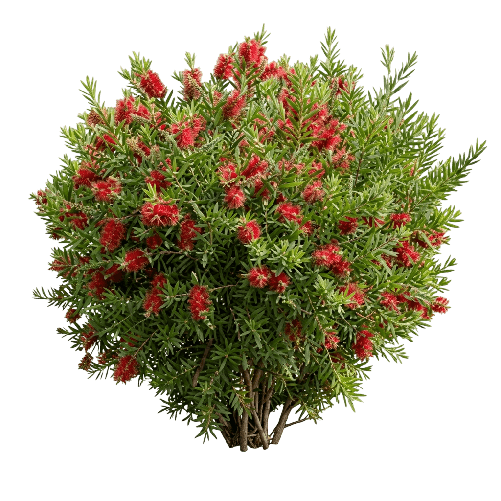 Polandii (Callistemon Bottlebrush 'Polandii') - Ground Layers