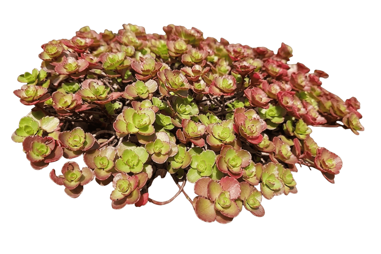 Plum Dazzled Stonecrop (Sedum Hybrid 'Plum Dazzled') - Succulents