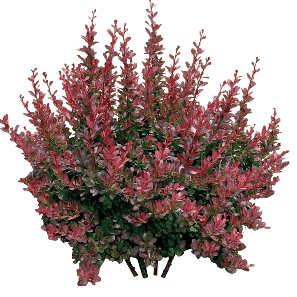 Cherry Bomb Japanese Barberry (Berberis Thunbergii 'Monomb') - Ground Layers