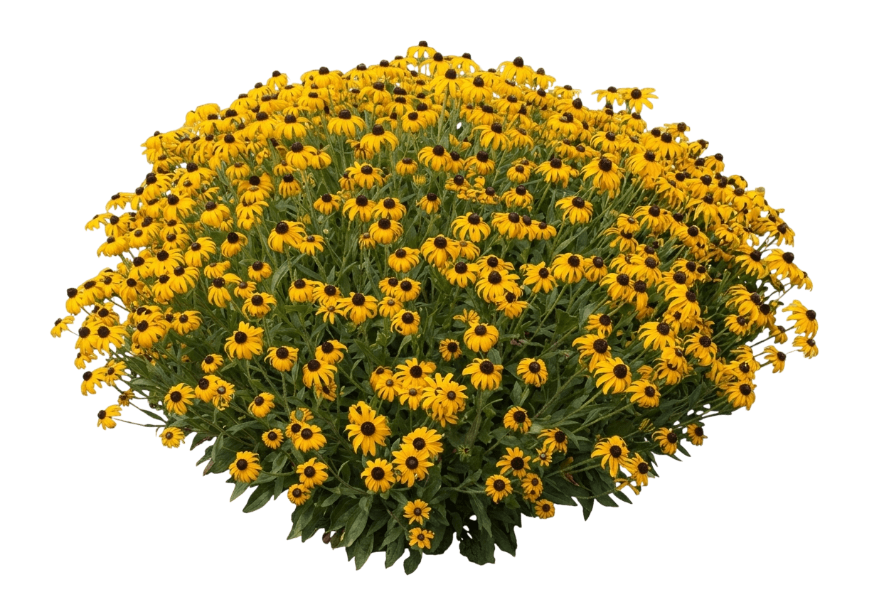 American Gold Rush Black Eyed Susan (Rudbeckia 'American Gold Rush') - Perennials