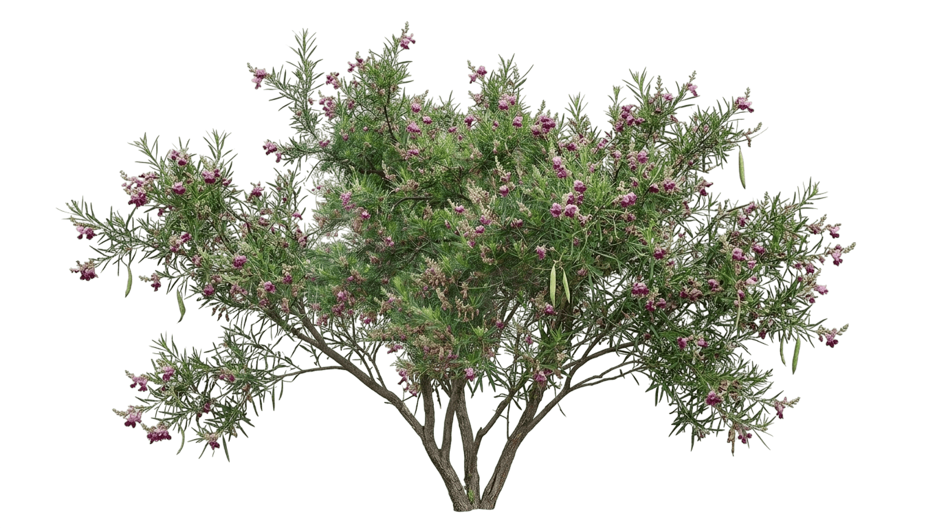 Sweet Bubba Desert Willow (Chilopsis Linearis 'Sweet Bubba') - Flowering Trees