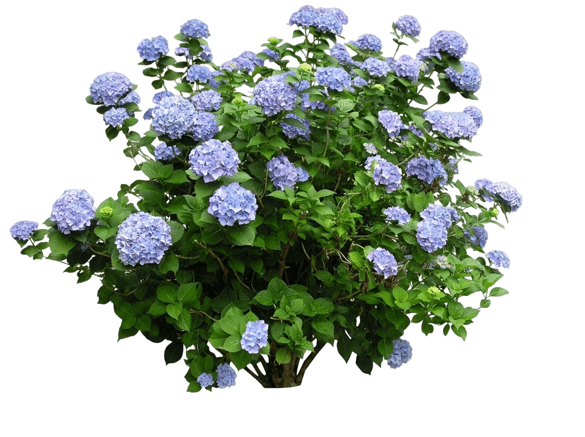 Tiny Tuff Stuff™ Hydrangea (Hydrangea Serrata Var. Serrata 'Makd') - Shrubs