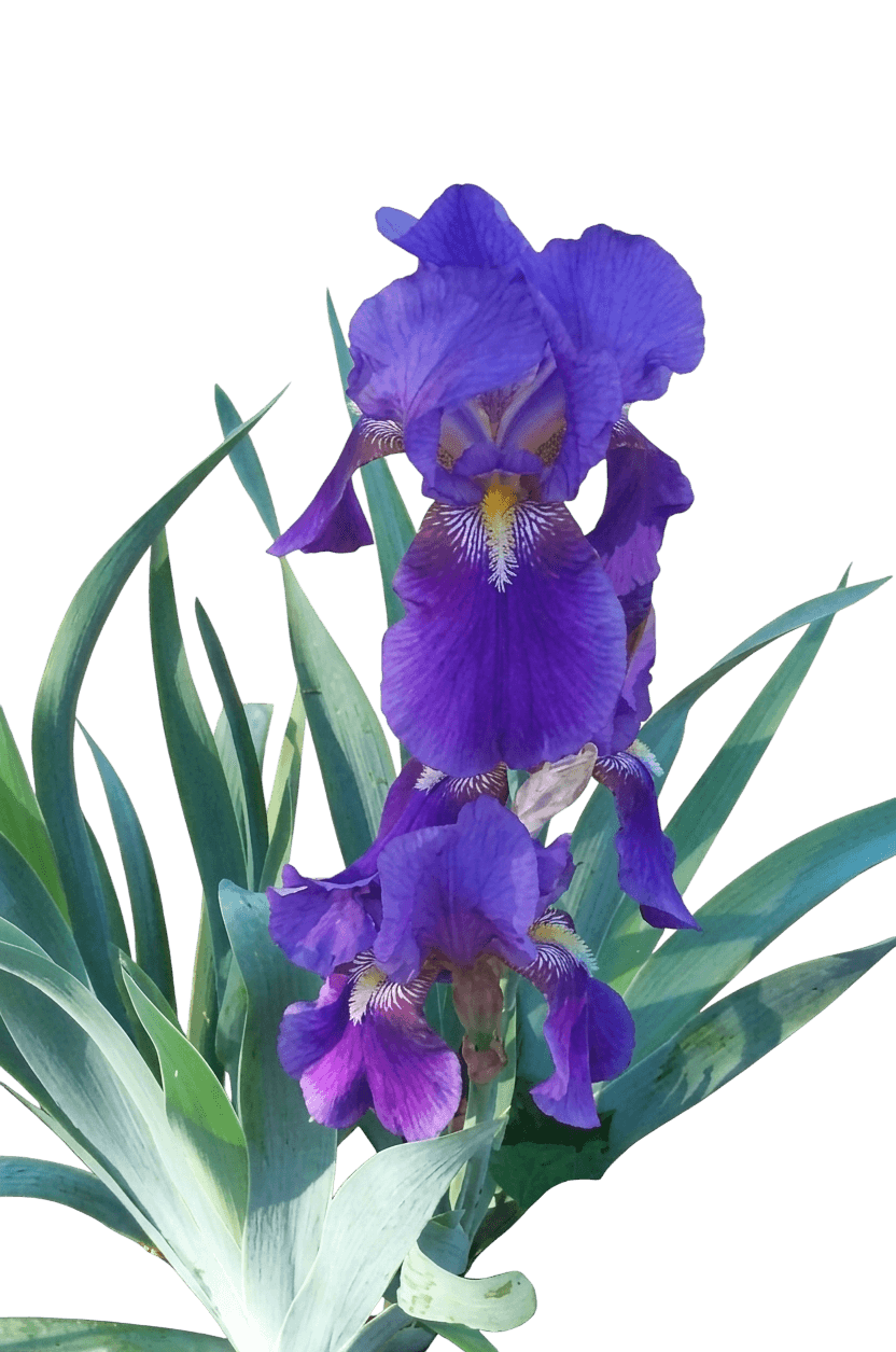 Iris, Bearded, Double Purple (Iris Germanica 'Double Purple') - Perennials