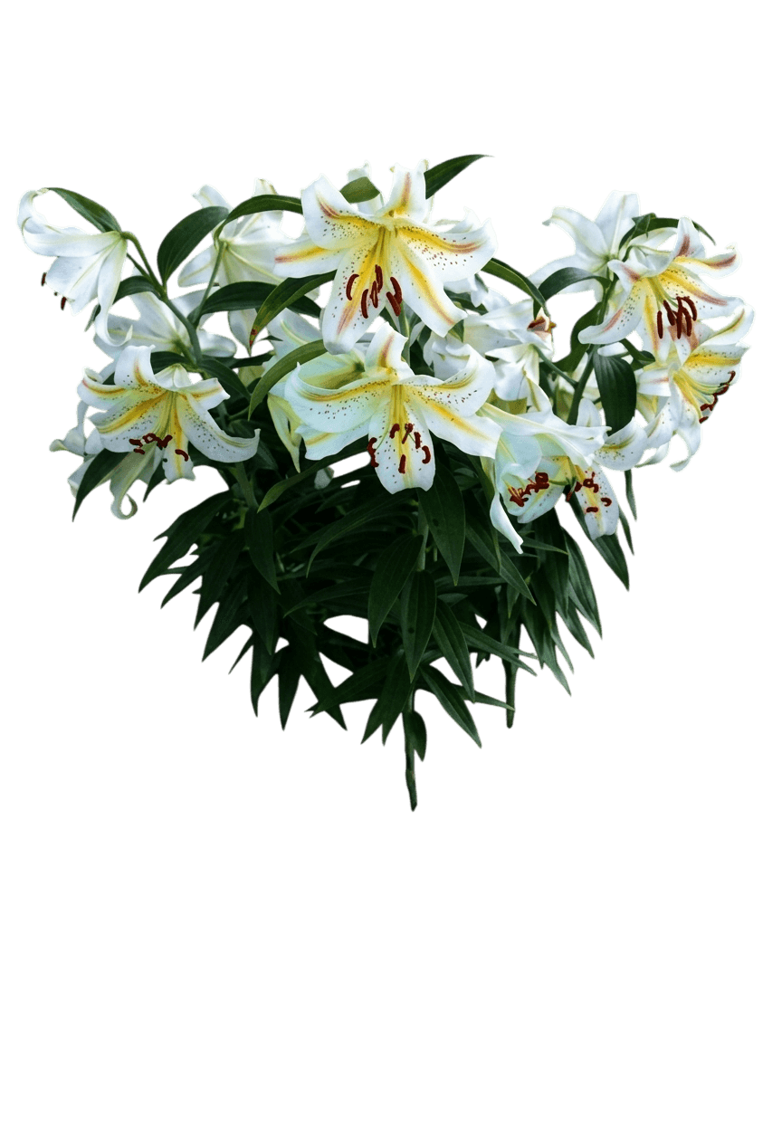 Lily, Oriental, Garden Party (Lilium Orientalis 'Garden Party') - Perennials