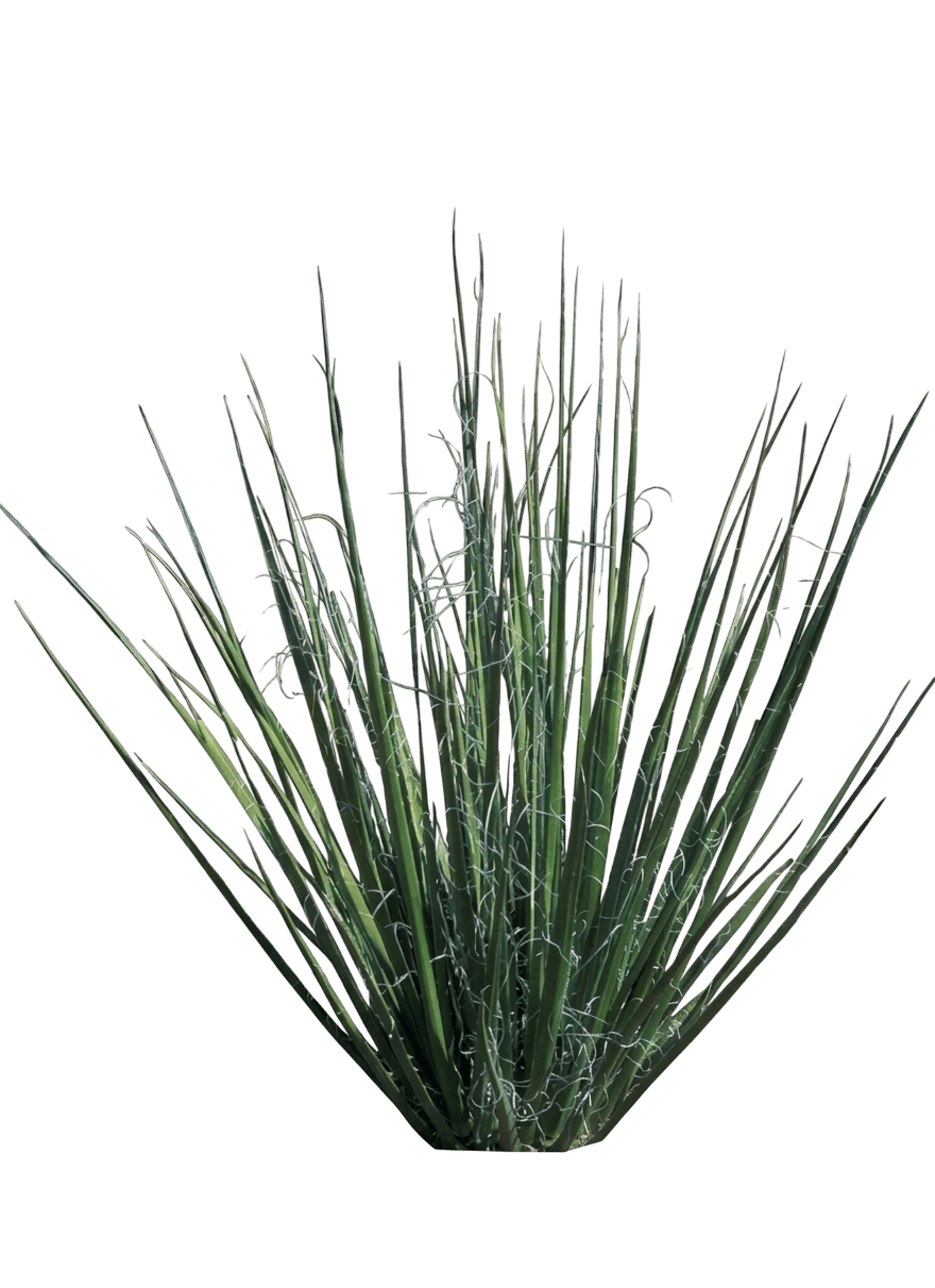 Giant hesperaloe (Hesperaloe Funifera) - Succulents