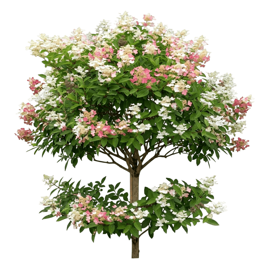 Quick Fire Hydrangea Tree (Hydrangea Paniculata 'Bulk') - Flowering Trees