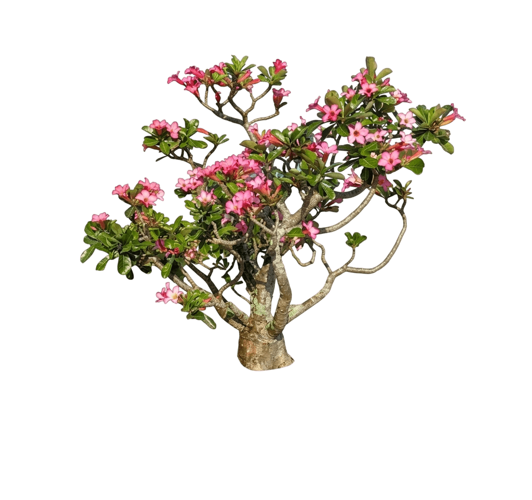 Simply Color® Grandiflora Rose (Rosa X Var. X 'Simply Color') - Shrubs