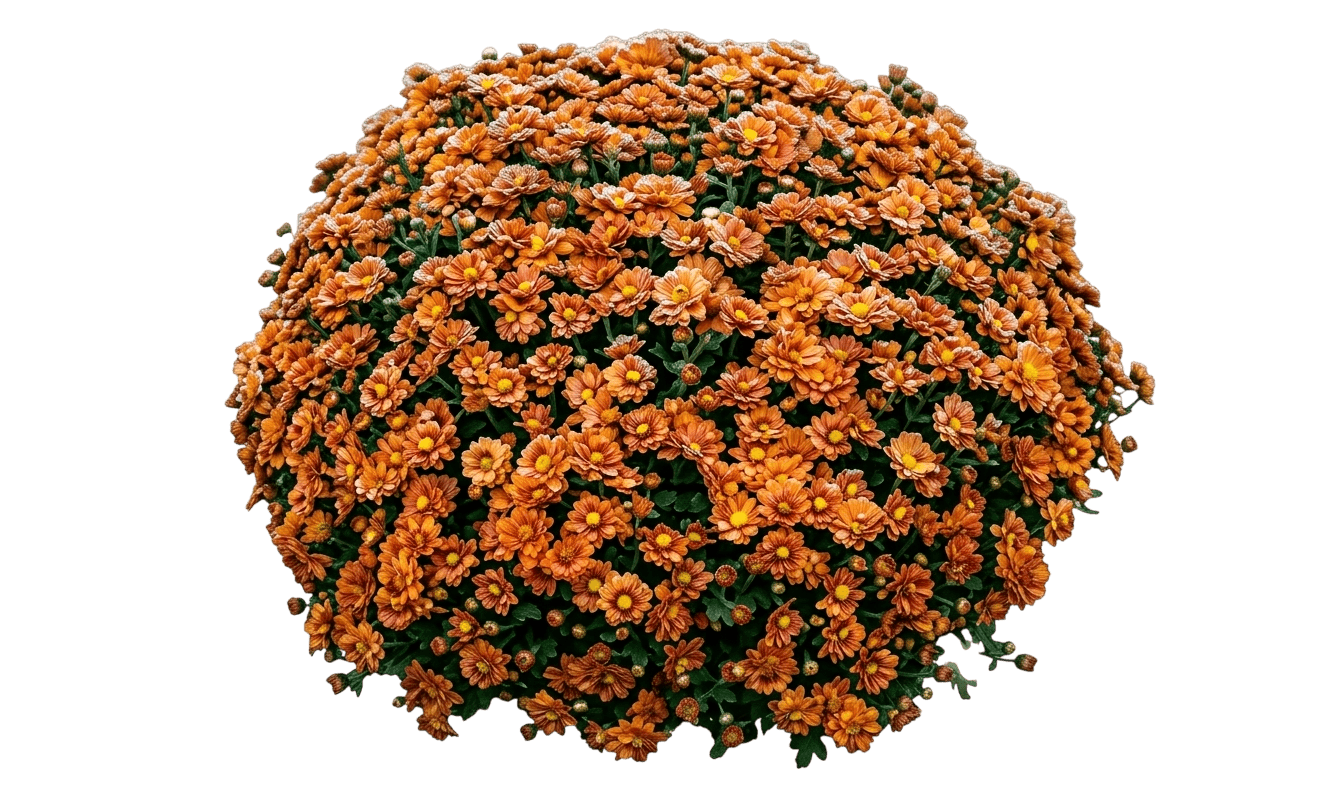 Hardy Mum (Dendranthema 'Sizzling Igloo') - Perennials