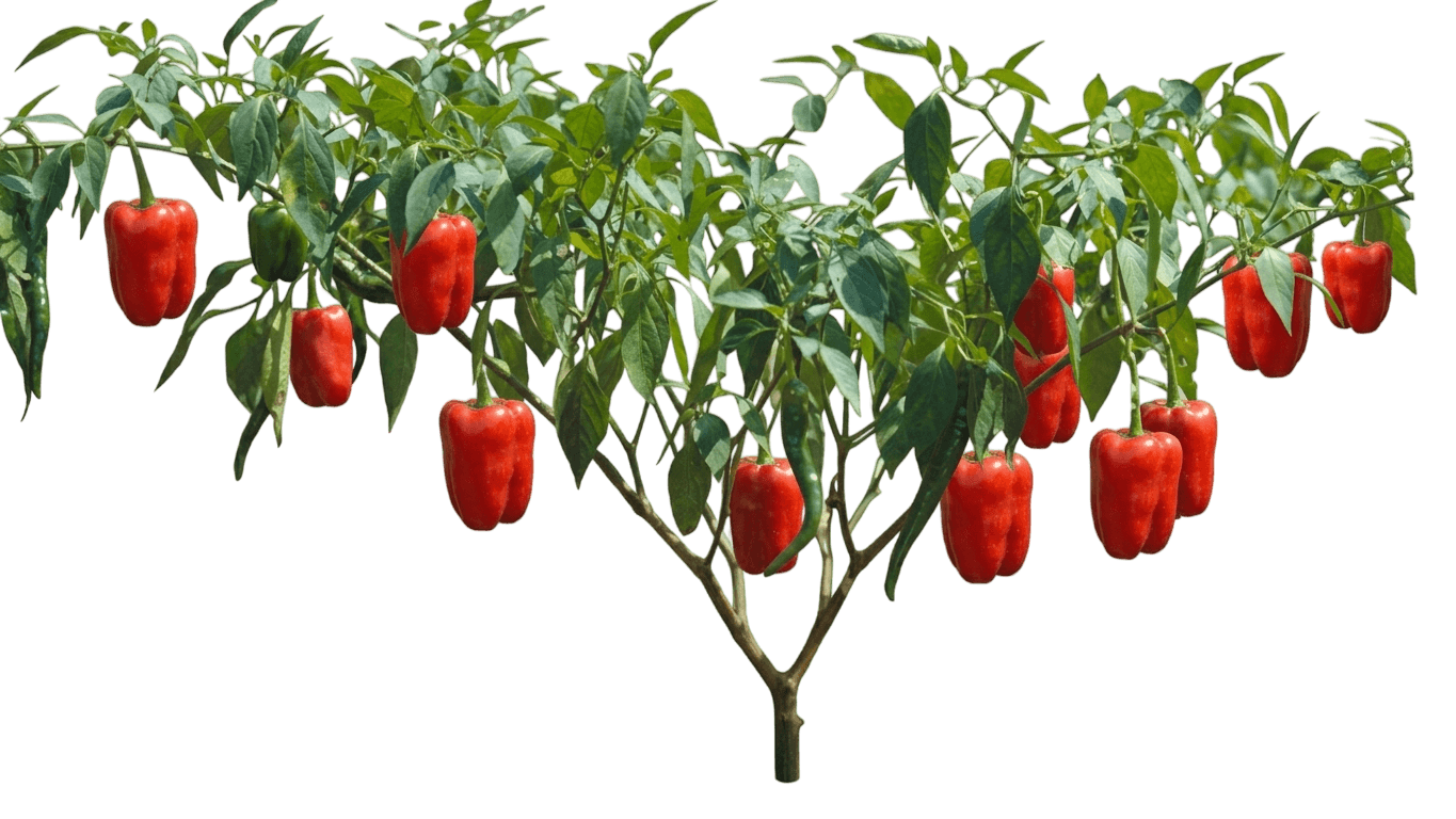 Keystone Giant Bell Pepper (Capsicum Annuum 'Keystone Giant') - Perennials
