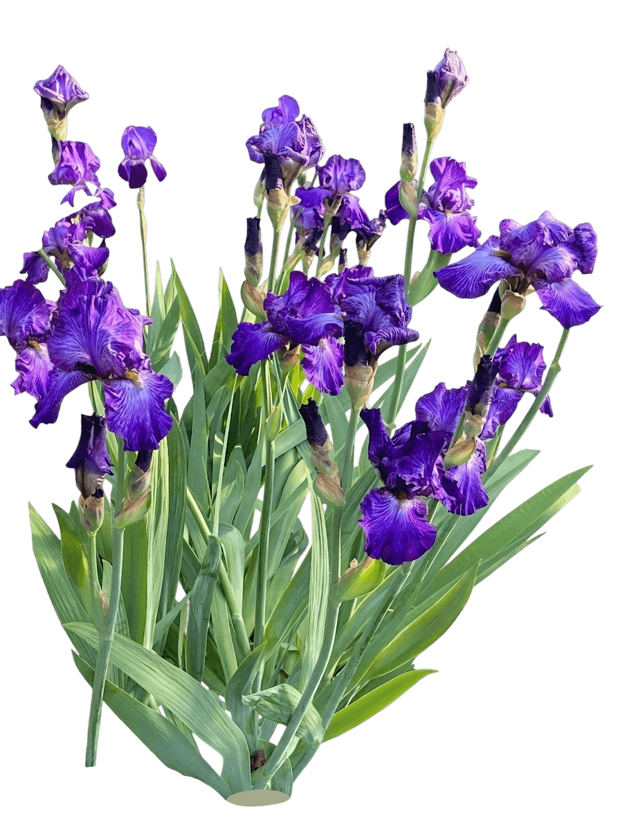 Halston Bearded Iris (Iris × Germanica Var. X Germanica 'Halston') - Perennials